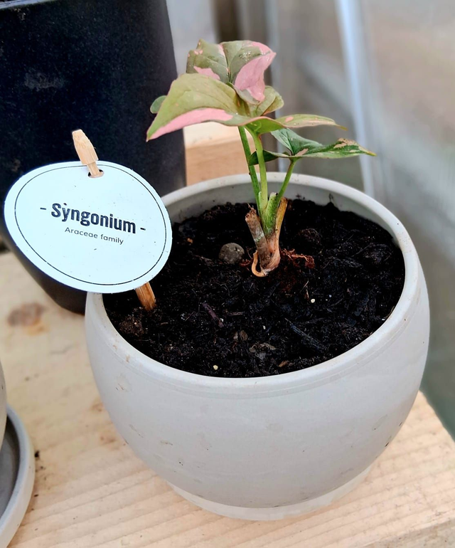 C79 . Syngonium 'Pink Splash' in "LUNA GRANIT"