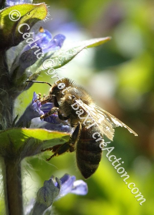 2 - Carte postale - Le petit monde du Vivant (Ref 100_0676)