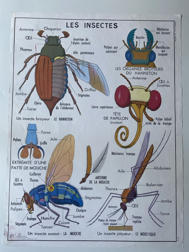 Affiche ancienne École (Recto / Verso) - Les Insectes - Les Invertébrés