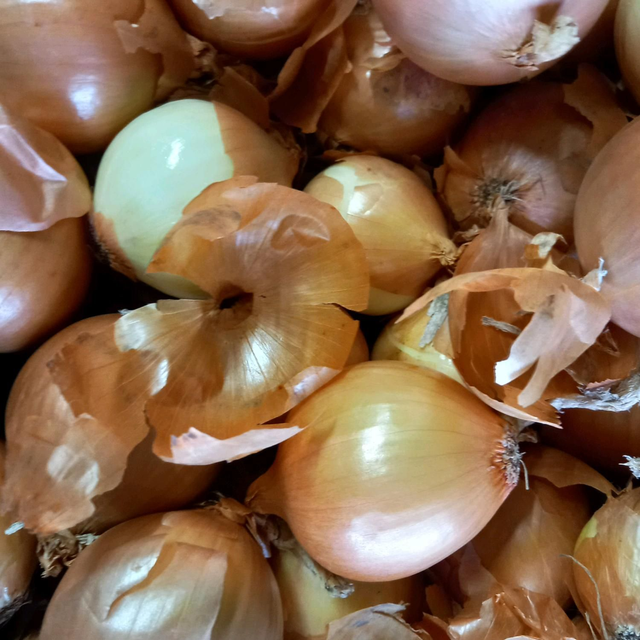 Zwiebel weiß 25 Kilo