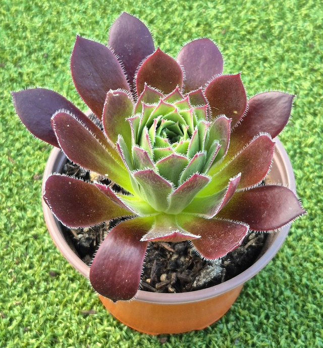 Aeonium &#039;Firecracker&#039;