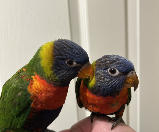 Hand Reared Baby Rainbow Lorikeets 