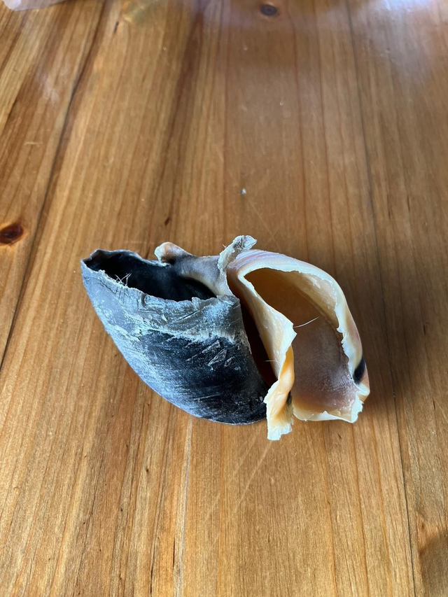 Sabot de veau