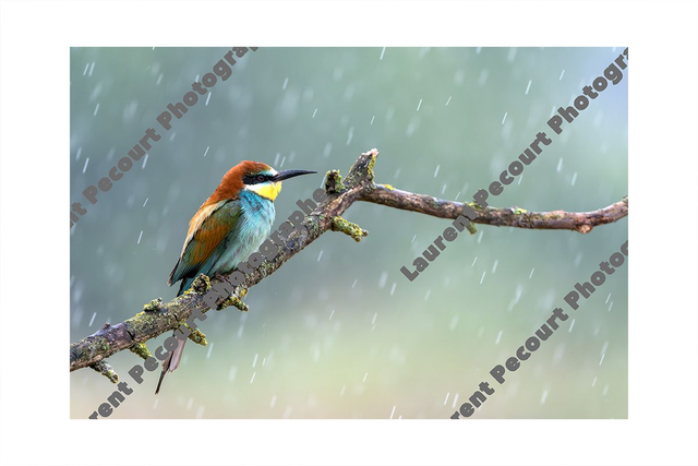 Guêpier d&#039;Europe