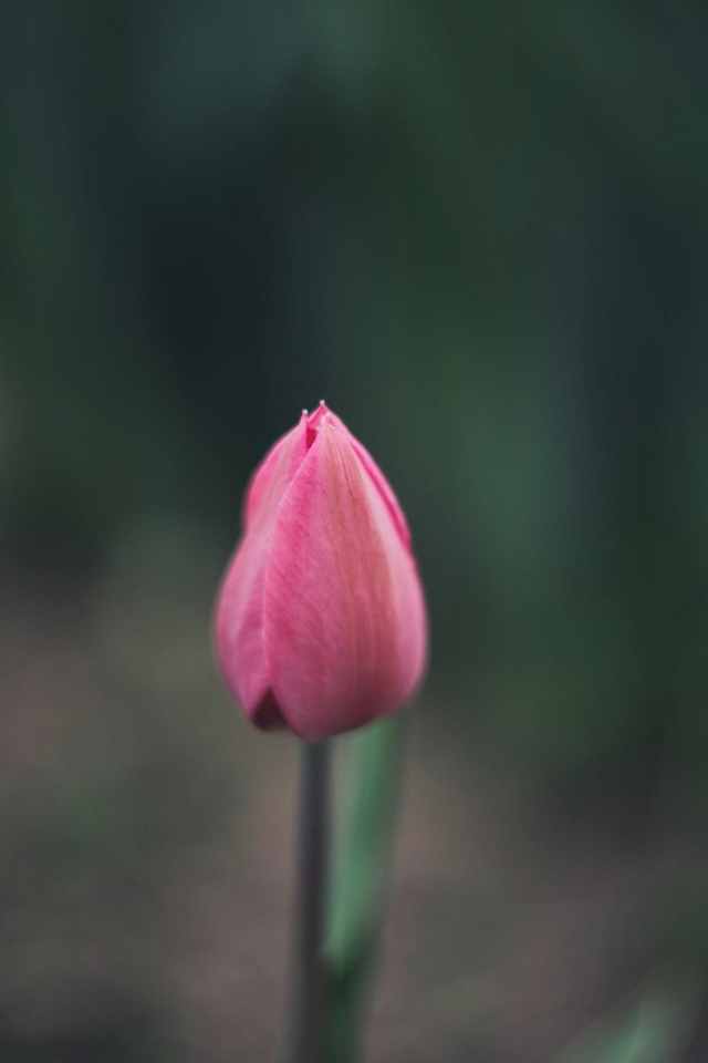 Tulipe