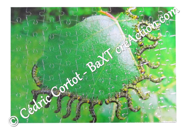 Puzzle Chenilles - Chn (3)