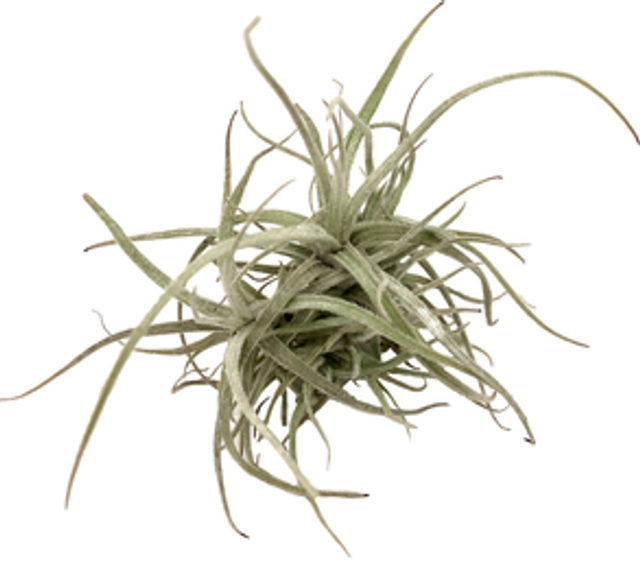 Tillandsia balsasensis holm&#039;s