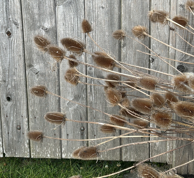 Xx42 Dried Teasel Head - full length stem