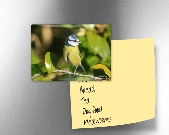 "Beatrice Blue tit" Fridge Magnet  