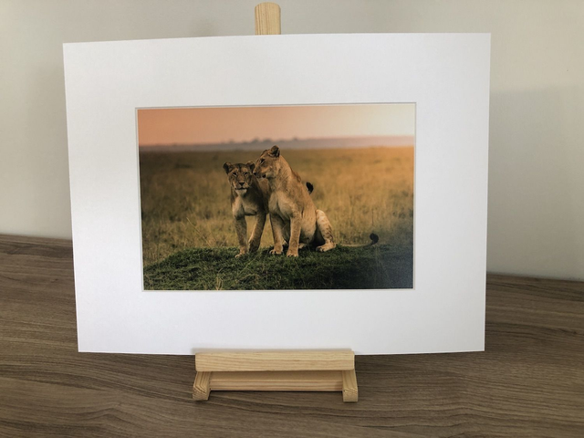 Tirage illimité Lionnes avec passe-partout