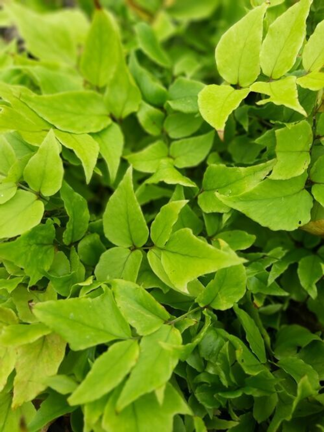 Cyrtomium macrophyllum - Large Leaf Japanese Holly fern plug plant