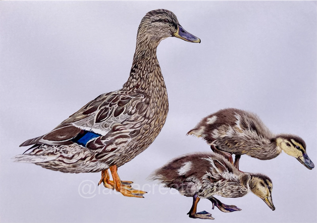 Mother Duck Fine Art Print