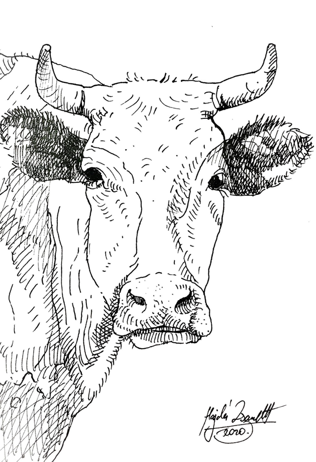 Színezhető és festhető képeslap, tehén