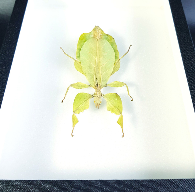 Cryptophyllium celebicum