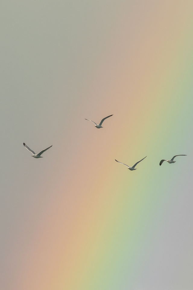 Goélands et arc-en-ciel