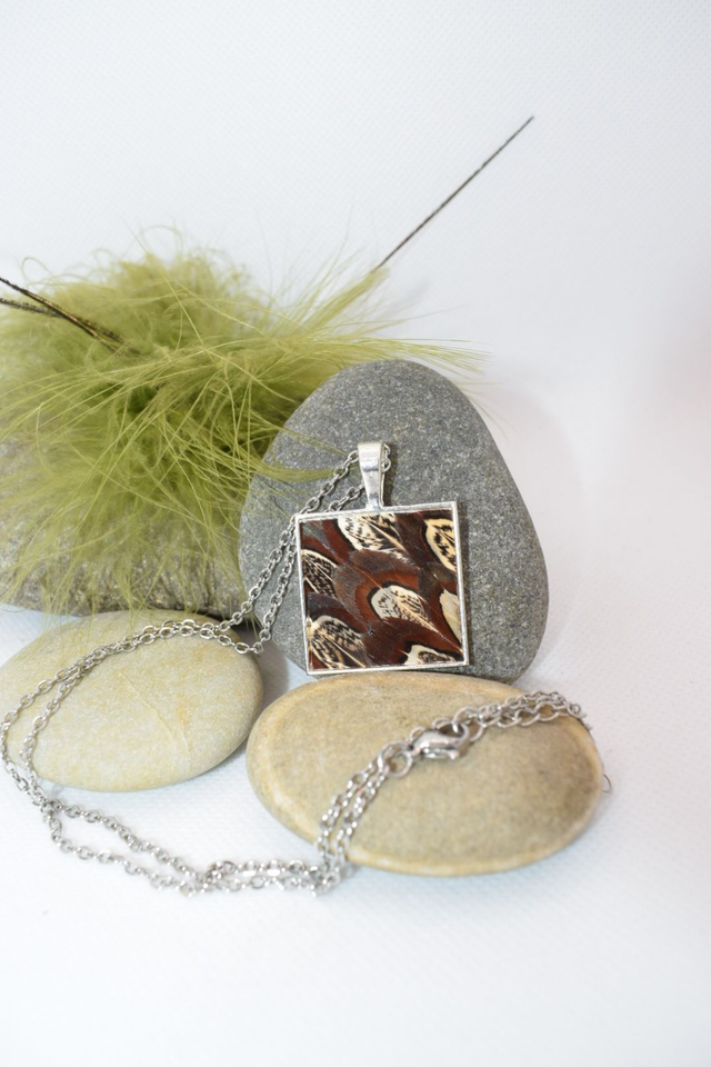 Collier faisan commun