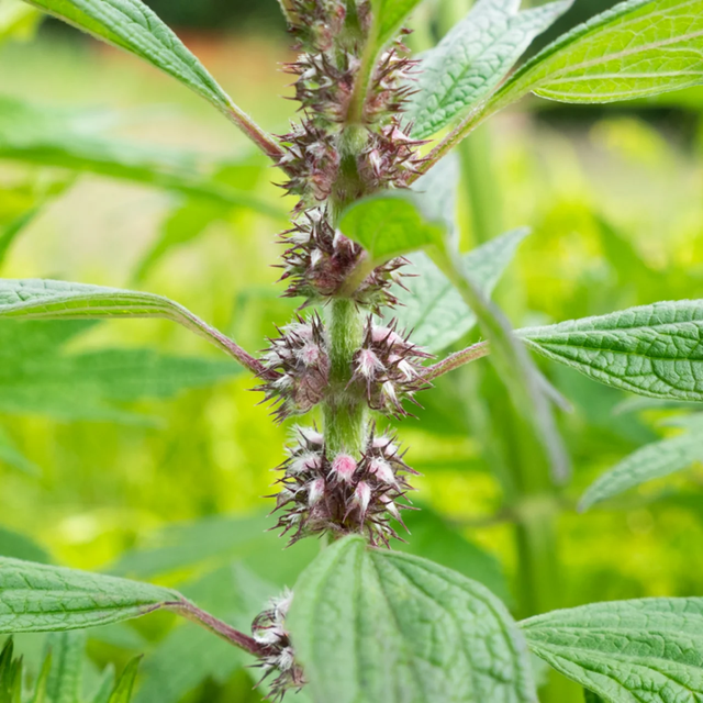 Agripaume Cardiaque AB - (Leonurus cardiaca)