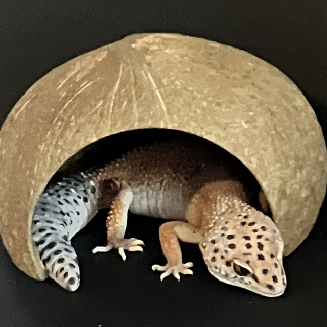 Natural Coconut Hide 