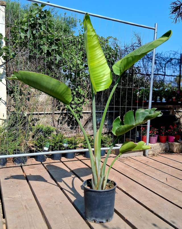 A26 . Strelitzia Nicolai