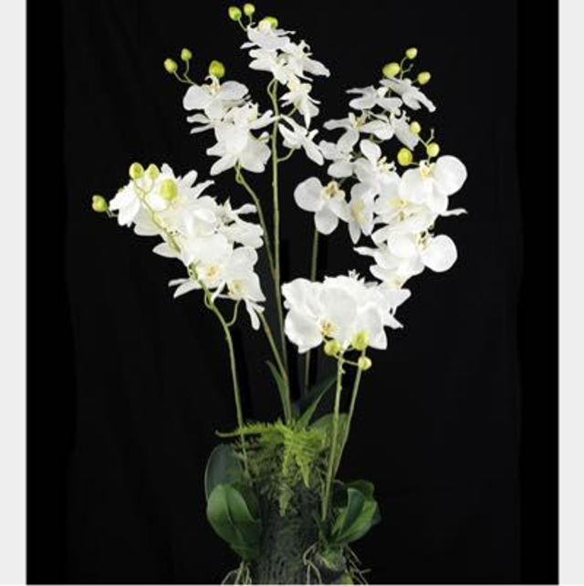 Orchid Plant 90cm 