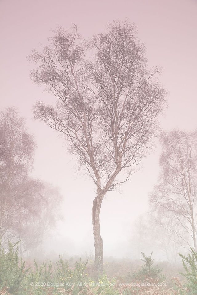 Pink Misty Tree