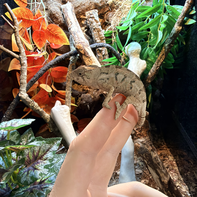 Ambilobe Male Panther Chameleon CB26