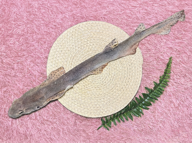  dogfish shark  ( whole shark )