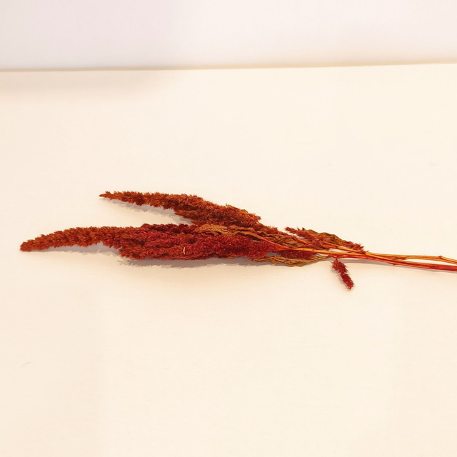 Amarante tigée séchée – Fleur naturelle droite pour bouquets secs et déco florale texturée