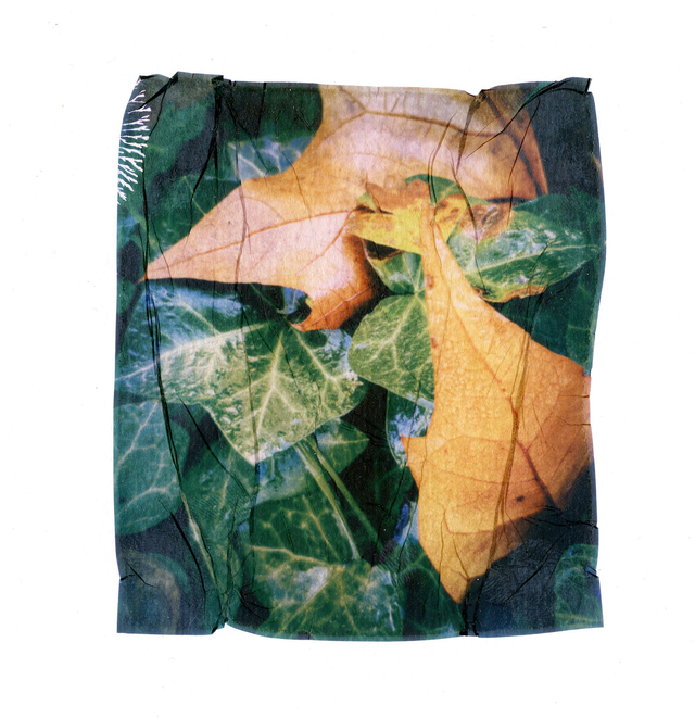 Polaroid Emulsion Lift Ivy Leaves - 12x12 inches