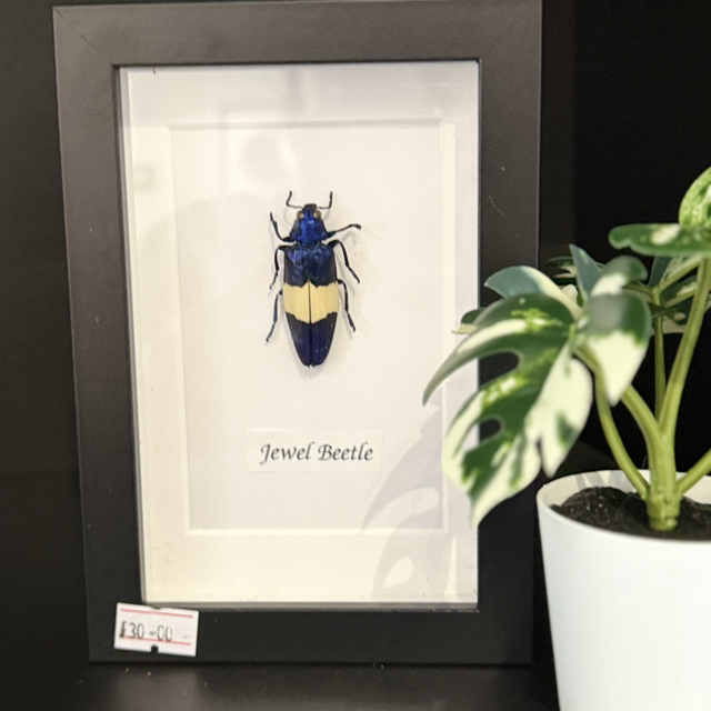 Jewel Beetle (blue)