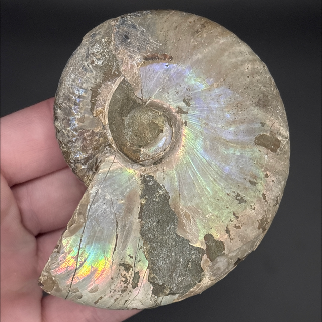 Cleoniceras Ammonite 