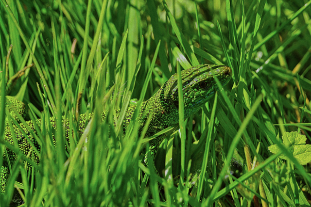 Lezard vert dans l'herbe
