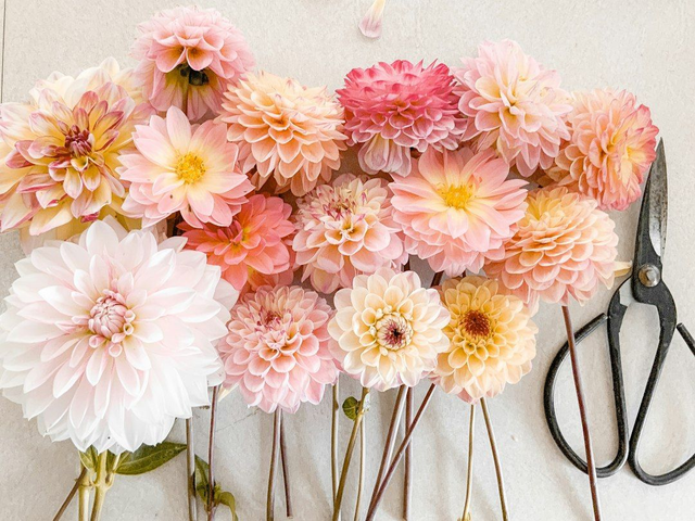 Dahlia