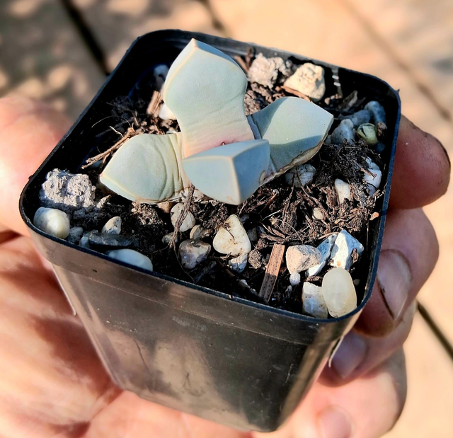 D42 . Lapidaria margaretae