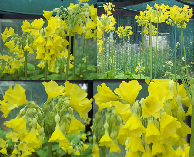 4 X plants Primula florindae, the giant Himalayan cowslip