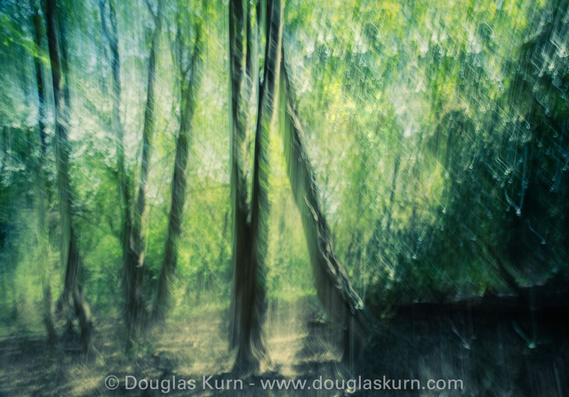 Sunlit Woods, St Ann&#039;s