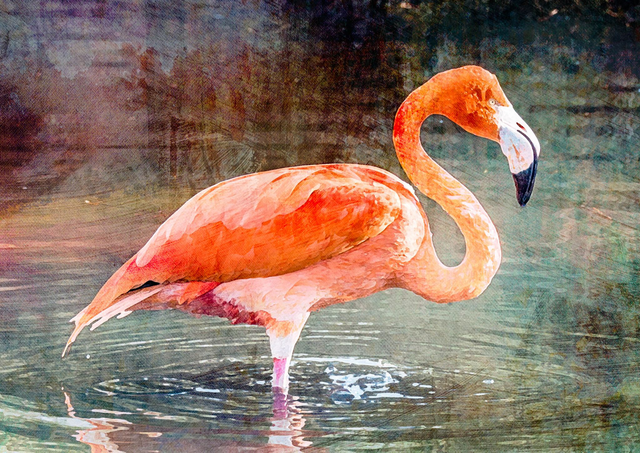 Flamingo