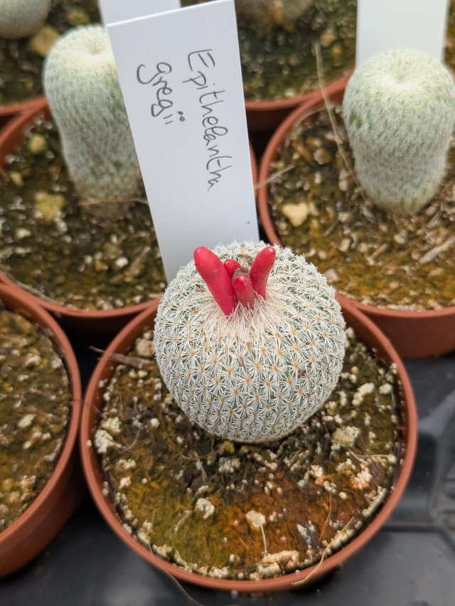 Epithelantha greggii