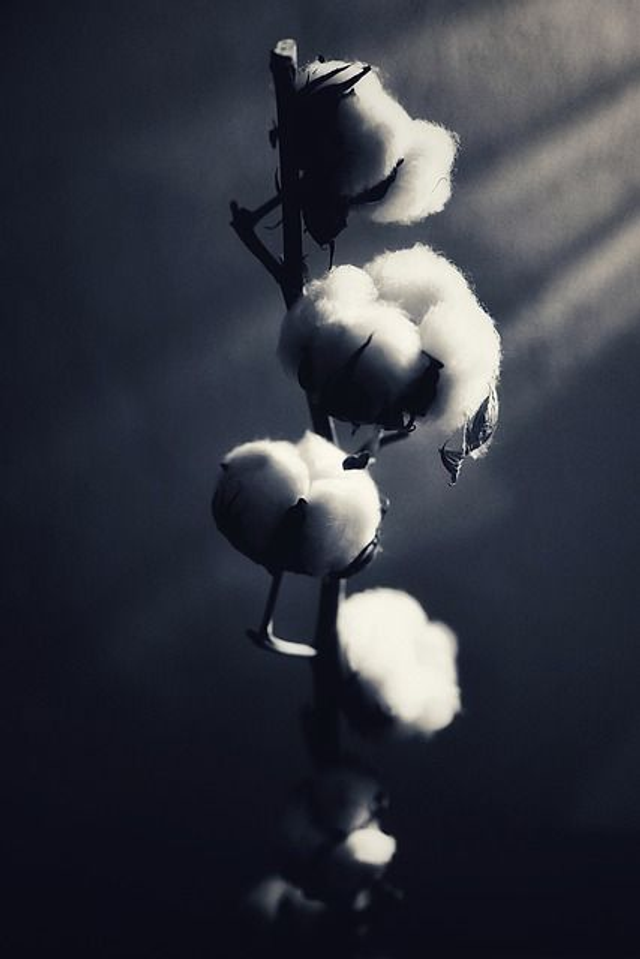 Fondants parfumés Fleur de coton