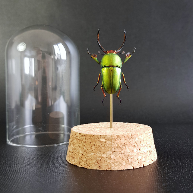 Lamprima adolphinae (mâle)