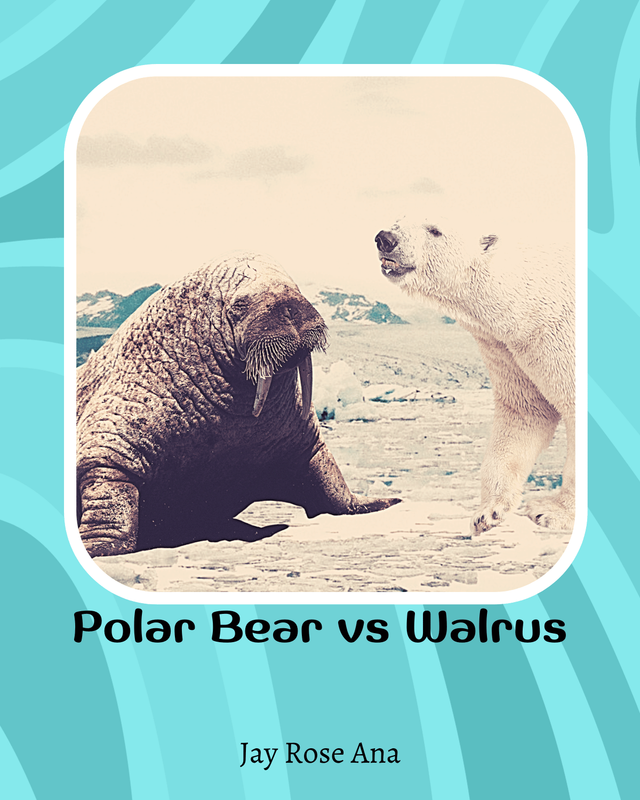 Polar Bear vs Walrus
