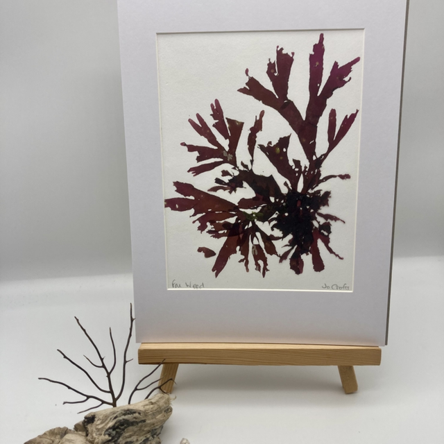 Real Pressed Seaweed 