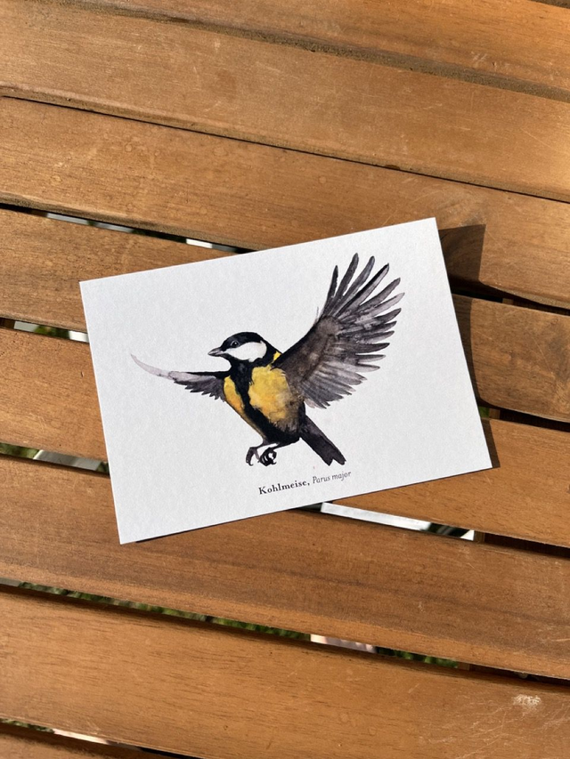 Postkarte Vogel "Kohlmeise"