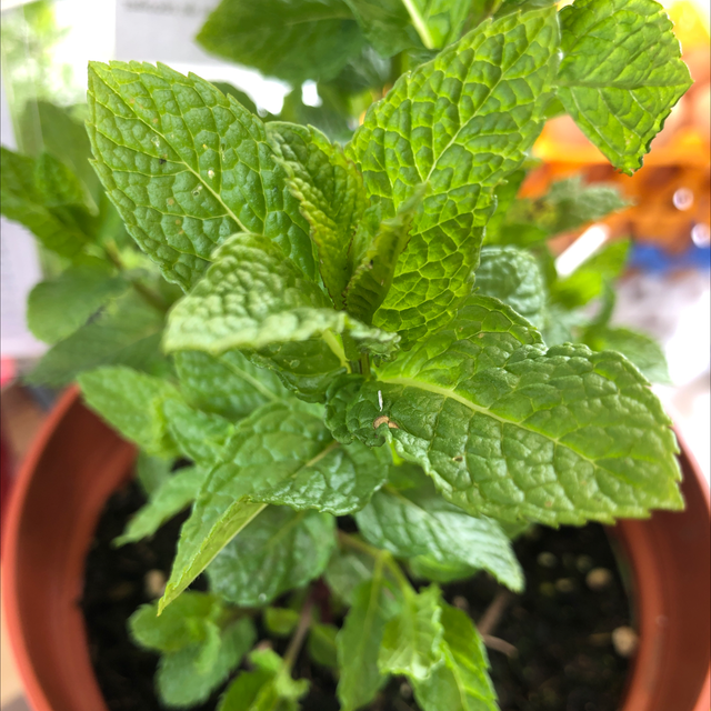 Menthe marocaine grandes feuilles AB