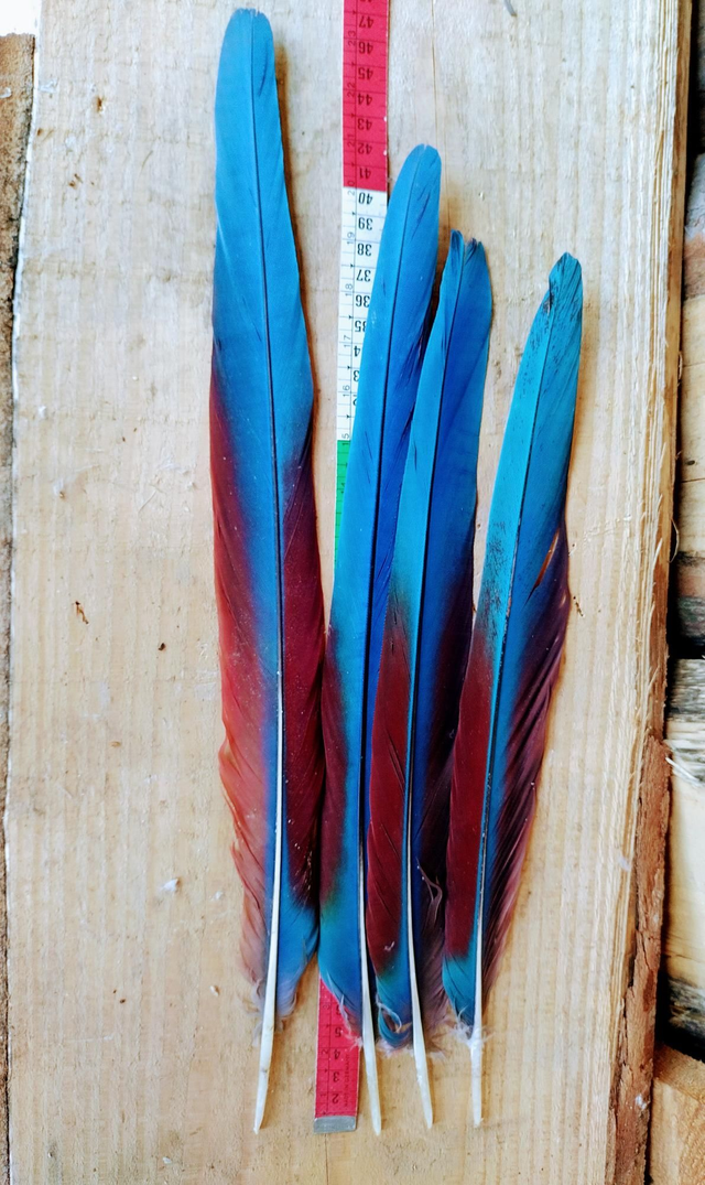 Penne Ara Blu-Rossa 
