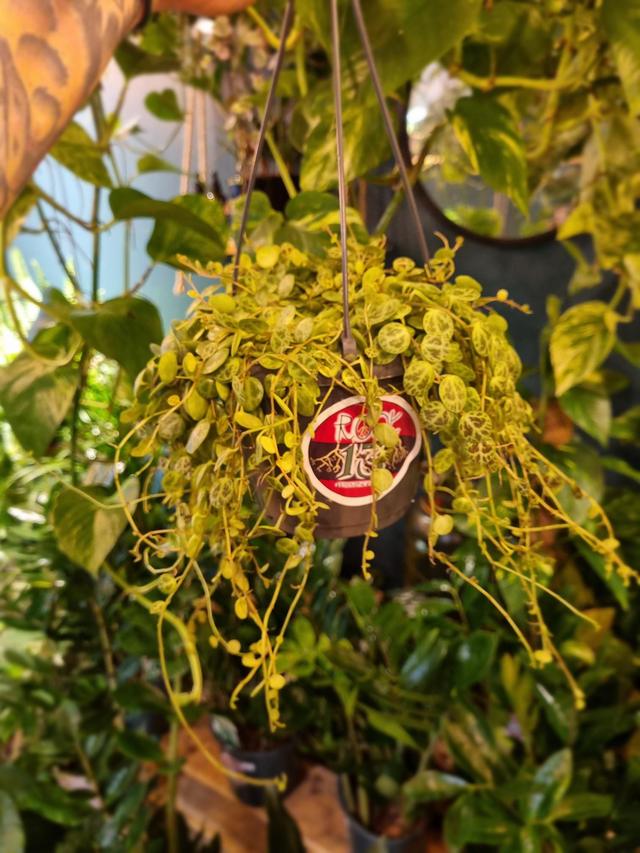 String of turtles 🐢 