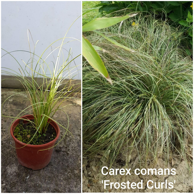 Carex albula 'Frosted Curls' - 9cm pot