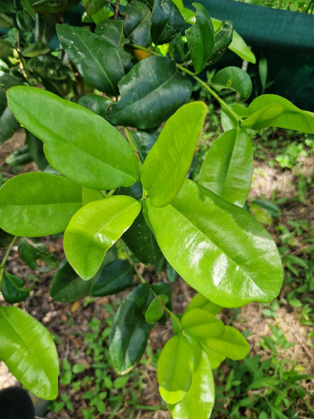 Feuille de bois d'inde bio (citronné) - 30g