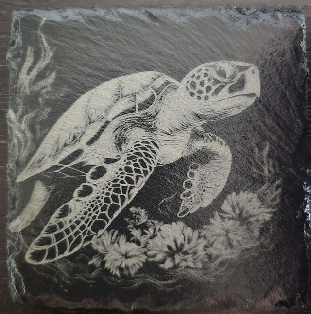 Animaux et plantes de l'océan