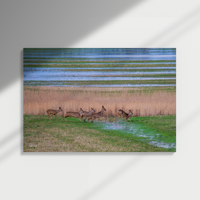 Dibond print - Reeën (Ezumazijl)